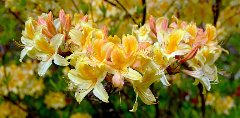 land, close-up, flower, bloom, springtime, spring, outdoors, flowers, beauty in nature, vulnerability, growth, rhododendron flower, macro, photography