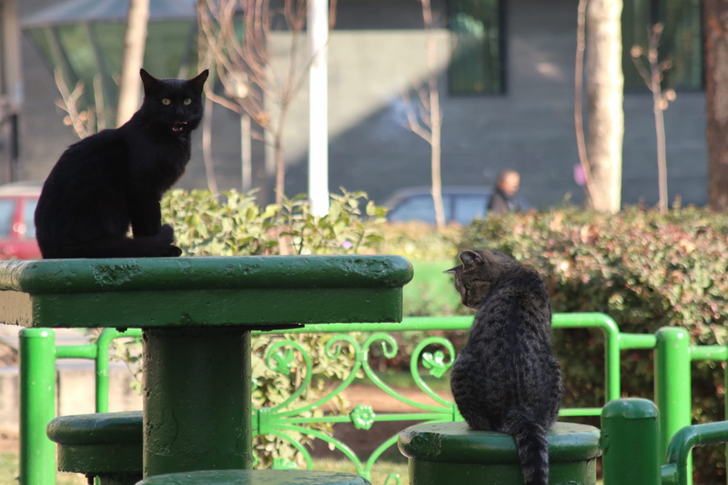 bench, domestic cat, pets, domestic, mammal, vertebrate, whisker, domestic animals, feline, 1080P, cat, tehran, animal themes, animal, day, black color