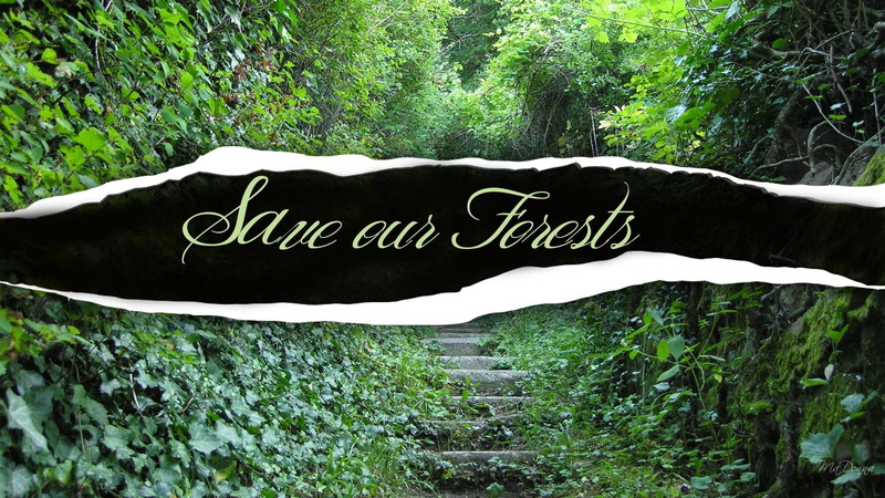 causes, forest, 1080P, earth day, save, ecology, 3d and abstract, preservation, forests, trees, save our forests
