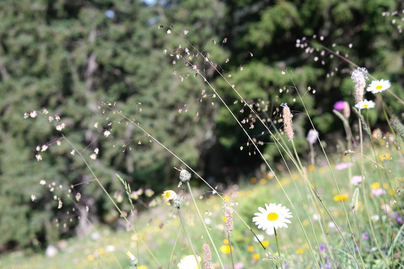 flower, klepp earth, poaceae, heart shaped, caryopses, briza media, mager meadow, photography, no people, fragility, flemmel, wind-pollinated, hemikryptophyt