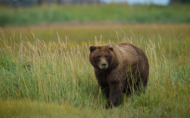 1080P, Grass, Bear, Grizzly