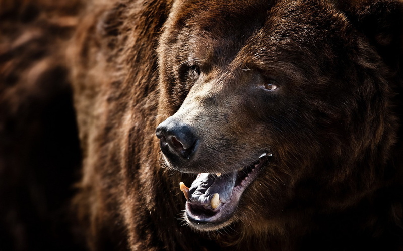 grizzly, Nature, bear, 1080P, Grizzly Bear