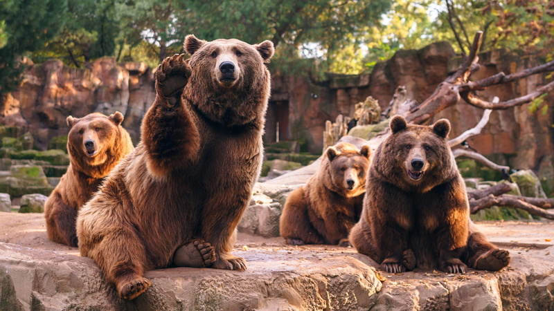 bear, bears, 4K, wildlife, wilderness, mammal, zoo, brown bear