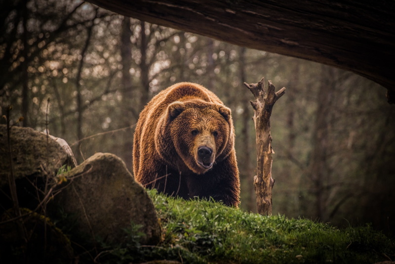 bears, 720P, nature, forest, wildlife, animals, brown