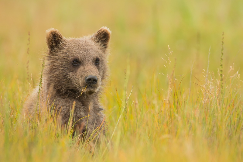 2K, Brown bear