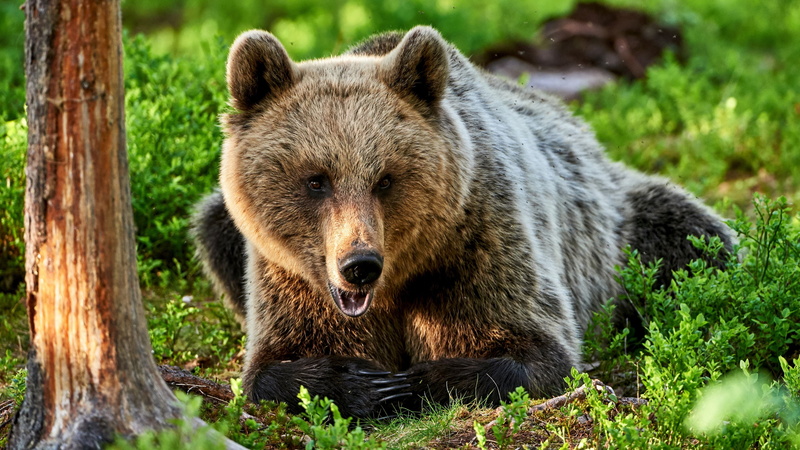 green, 4K, brown eyes, bears