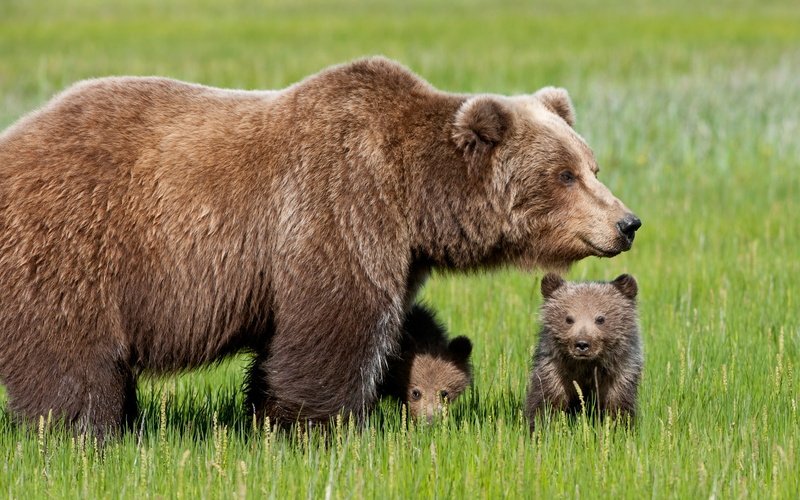 cubs, bear, brown, 2K, two
