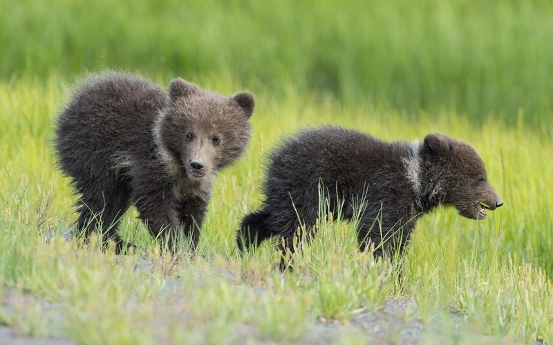 Kids, Grass, 1080P, Two, Bears, Cubs
