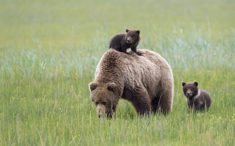field, outdoors, bears, grizzly, Lake Clark National Park, cubs, plant, bear, two animals, 1080P, motherhood, group of animals, nature, animal, Alaska
