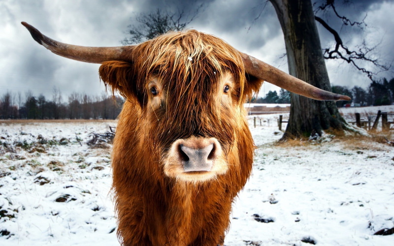 1080P, mammal, animal themes, horns, black, livestock, dog, domestic animals, vertebrate, pets, animals, cold temperature, winter, brown, trees, animal