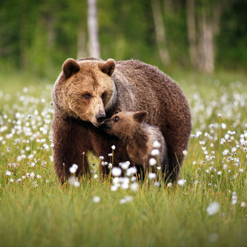 forest, cotton, bear, glade, grass, walk, bears, 1080P, baby, cub, mom, brown