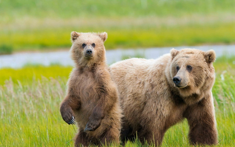 Alaska, Two, 1080P, Bears, bear, beige, Grass