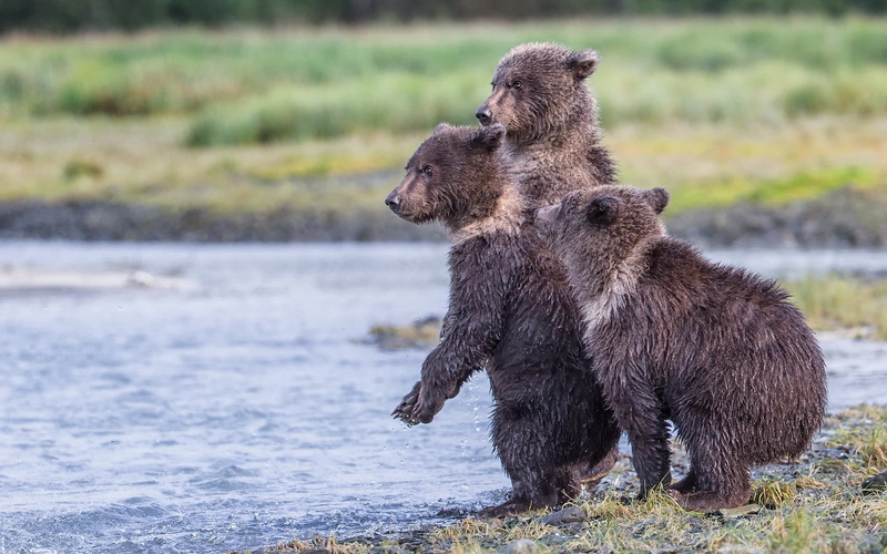 park, Katmai National Park, Alaska, national, 1080P, Reserve, katmai, three bear