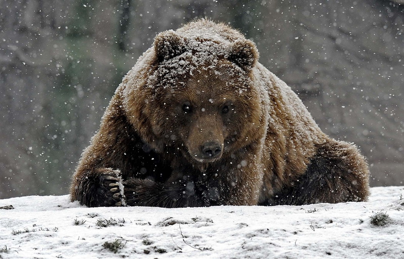 animals, animals in the wild, nature, no people, one animal, bears, animal themes, snowing, winter, cold temperature, vertebrate, 1080P, snow, mammal