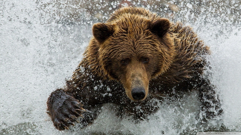 water, animals in the wild, outdoors, animal themes, nature, bears, animals, 1080P, no people, brown, animal, bear, wet, vertebrate, one animal, day, portrait