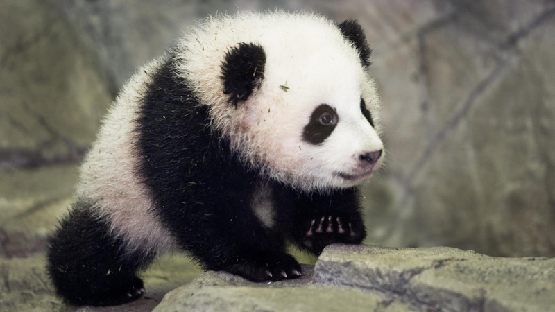 animal hair, animals in captivity, day, animal, animals in the wild, outdoors, mammal, endangered species, one animal, nature, panda - animal, fauna, vertebrate