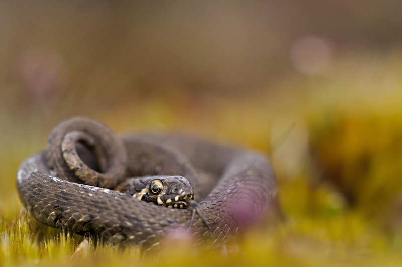 day, emotion, animal eye, bokeh, macro, photography, one animal, poisonous, no people, grass, eye, nature, animal body part, reptiles, animal head, animal wildlife