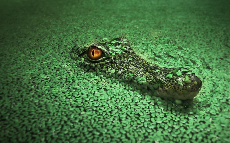 1080P, wildlife, green, crocodiles, animals