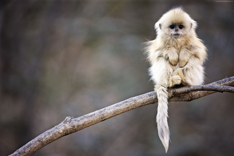 portrait, mammal, no people, China, Roxelana, sitting, animals, nature, day, 2K, Snub-nosed monkey, monkey, focus on foreground, full length, one animal