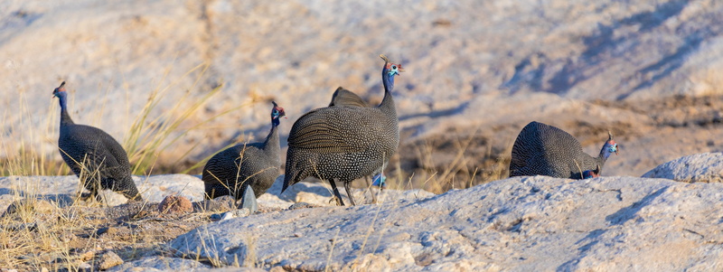 chicken, animal themes, animal wildlife, day, bird, cold temperature, 5K, rock, group of animals, snow, beauty in nature, environment, helmet guinea fowl