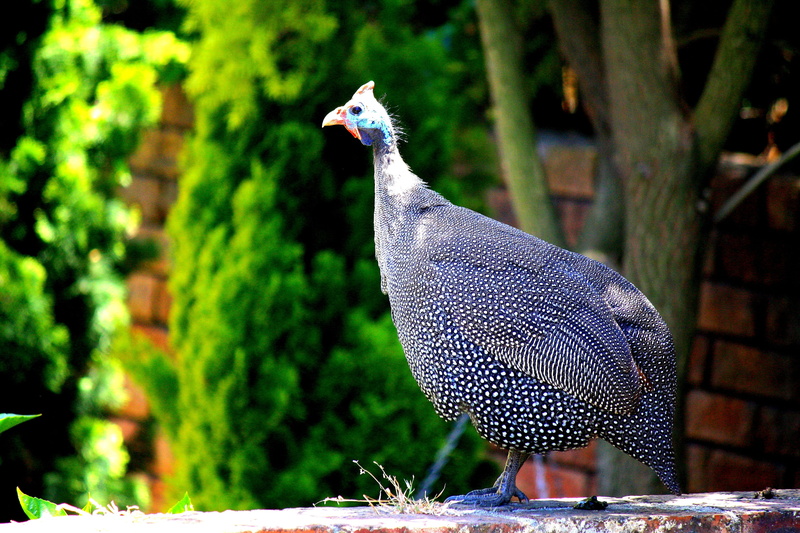 4K, no people, bird, beauty in nature, nature, peacock, vertebrate, animals in the wild, feather, blue, points, one animal, spotted, focus on foreground