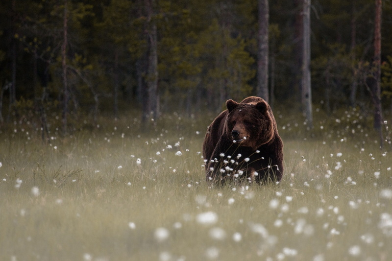 animals, bears, wildlife, forest, 1080P, trees