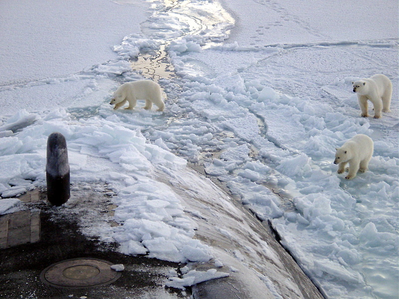 1080P, polar bears, winter, polar bear, animal themes, flowing water, water, snow, frozen, group of animals, animals, mammal, ice, animal, day, vehicle
