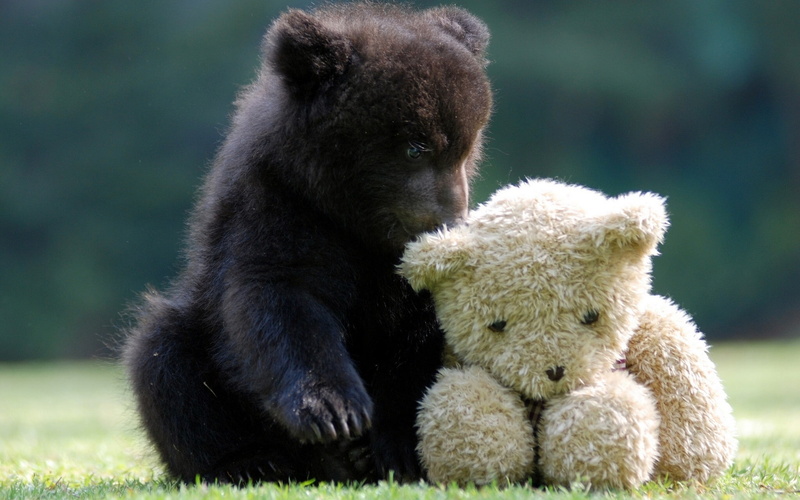 grass, animal, innocence, animals, day, 1080P, two animals, bear, softness, mammal, bears, teddy bears, animals in the wild, plant, no people, focus on foreground