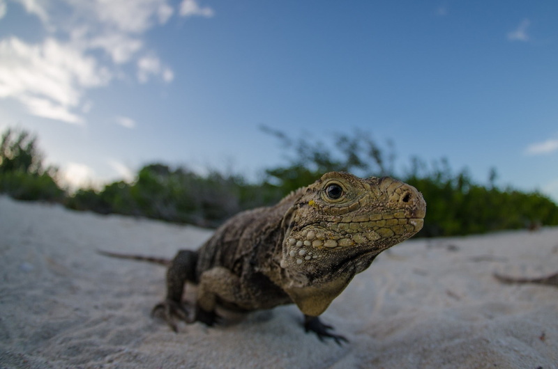 looking, 1080P, animals in the wild, focus on foreground, sand, animal, animals, animal wildlife, lizard, reptile, outdoors, one animal, no people, close-up