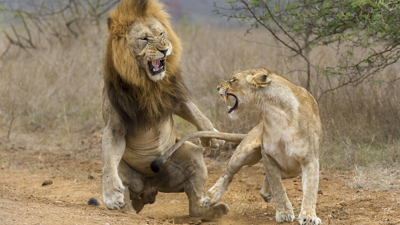 terrestrial animal, female animal, animal family, roar, wild animals, roaring, lion - feline, big cats, lions, feline, anger, wilderness, vertebrate, wildlife