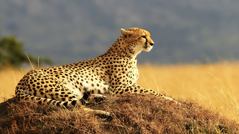 grass, animal wildlife, wilderness, animal themes, one animal, 4K, animals in the wild, no people, grassland, vertebrate, safari, carnivora, cheetah, spotted
