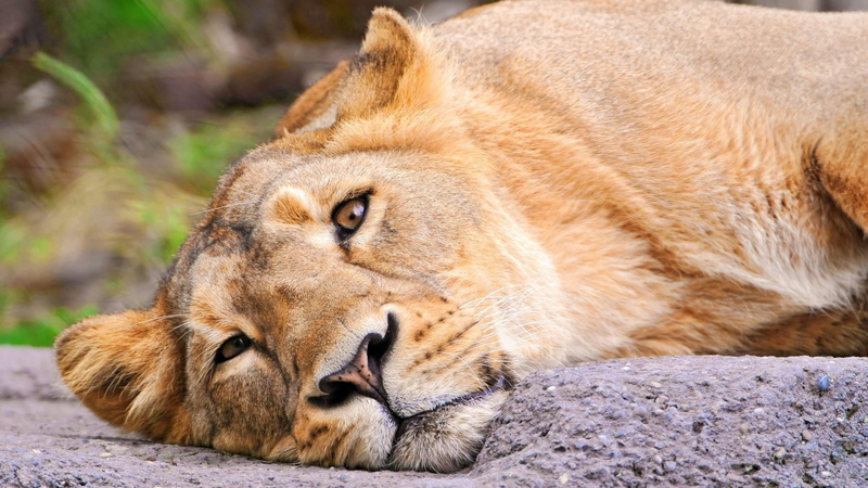 1080P, terrestrial animal, carnivora, one animal, wild animal, relaxation, big cat, fauna, animals in the wild, close-up, animal wildlife, wildlife, outdoors