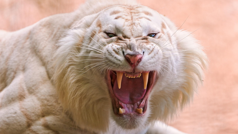 white tiger, tiger, portrait, cat, animal tongue, vertebrate, animal, animal teeth, roaring, animal wildlife, close-up, mouth, snarling, facial expression