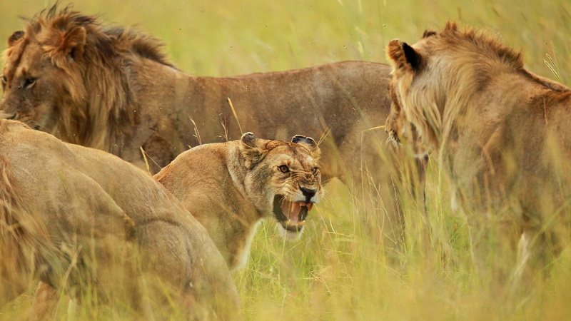 big cats, group of animals, mammal, animal family, nature, feline, vertebrate, animal, animal themes, two animals, cat, animal wildlife, savanna, plant
