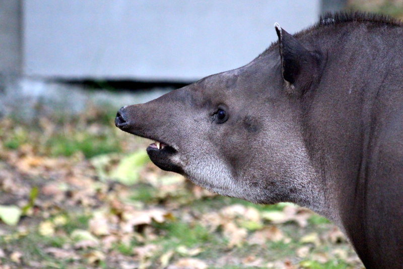 canine, animal mouth, day, autumn, herbivorous, domestic animals, snout, 2K, animal themes, nose, tapirus terrestris, head, animal eye, animal head, later