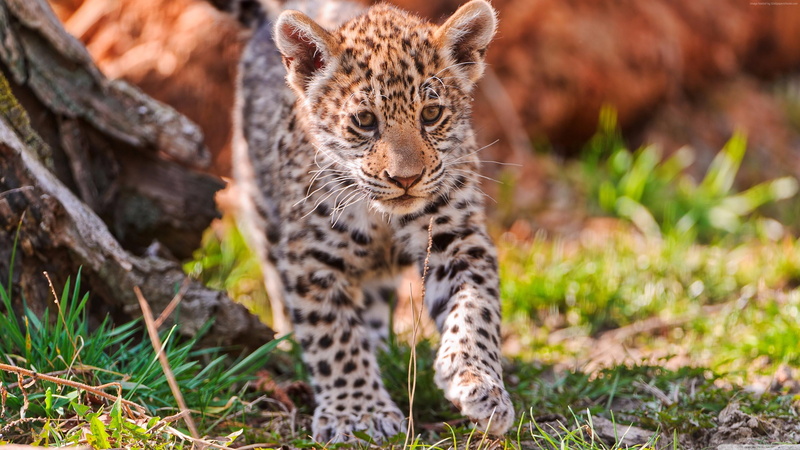 no people, outdoors, cub, cat, plant, wildlife, day, cute, jaguar, grass, young animal, one animal, feline, nature, mammal, animals in the wild, fauna