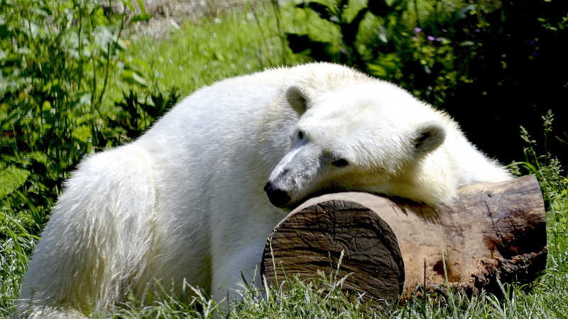 grass, wild animal, relaxation, land, terrestrial animal, mammal, white bear, animal, tree trunk, 4K, no people, outdoors, polar bear, animal themes, bear