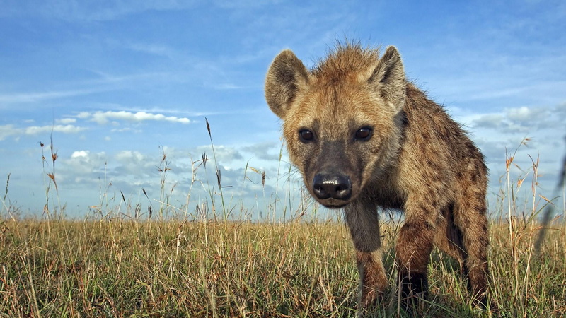sky, spotted hyena, portrait, land, outdoors, hyena, 1080P, nature, vertebrate, savanna, safari, animal, prairie, animals in the wild, animal wildlife