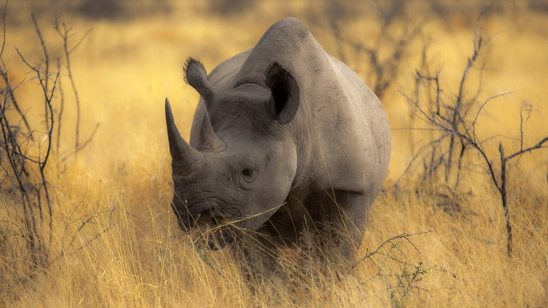 surface level, one animal, animal themes, no people, shrub, plant, grassland, animals in the wild, wilderness, africa, terrestrial animal, endangered species