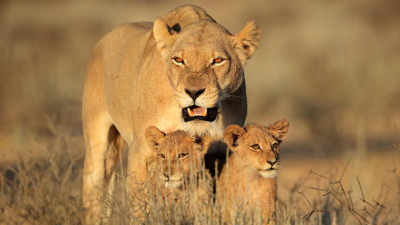 cubs, grassland, animals in the wild, two animals, feline, savanna, africa, lioness, animal wildlife, family, big cats, baby, outdoors, terrestrial animal
