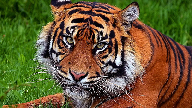 wilderness, china, wild animal, mammal, wild, wild cat, tiger, whiskers, 1080P, wildlife, big cats, south china tiger, asia, big cat, grass, terrestrial animal