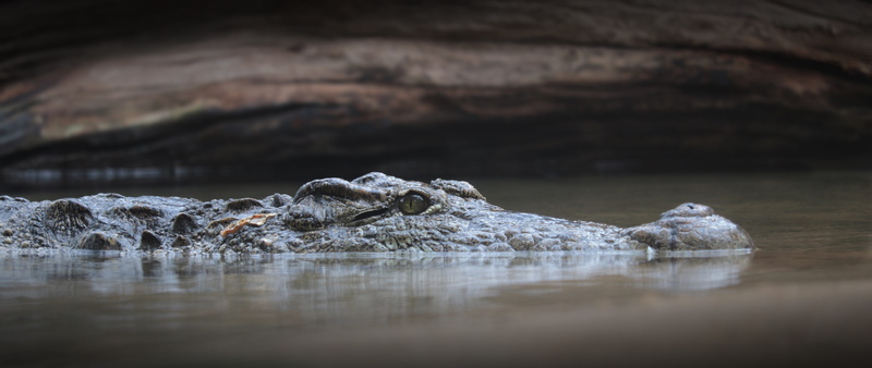 sign, creature, aggression, relaxation, animal head, outdoors, amniotic terrestrial vertebrates, alligator, animal body part, water, nature, crocodile