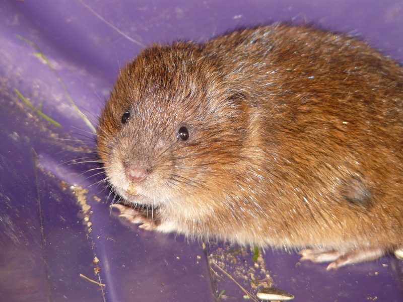 whisker, nature, underwater, arvicola amphibius, close, fur, animal, family, east water vole, one animal, Cute, animal themes, portrait, Face, animal body part