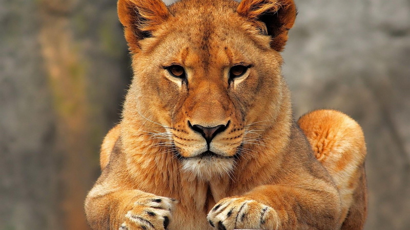 whisker, animal themes, one animal, day, focus on foreground, wildlife, looking at camera, fur, lioness, safari, animal head, animal, animal wildlife, carnivora