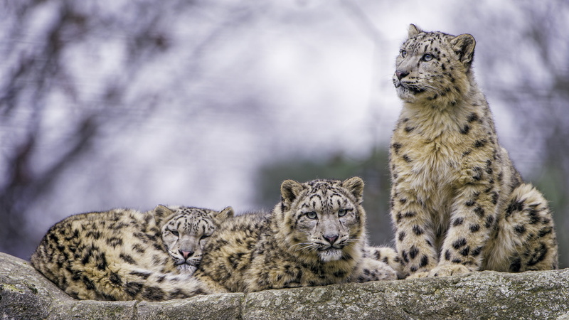 snow leopard, wildlife, no people, relaxation, leopard, rock - object, big cats, rock, cheetah, animal wildlife, day, big cat, family, 4K, nature, animal family