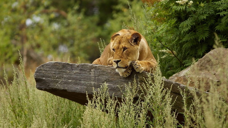 animal wildlife, big cat, animal themes, grass, cat, animals in the wild, no people, fauna, one animal, outdoors, wildlife, lioness, big cats, animal, lion