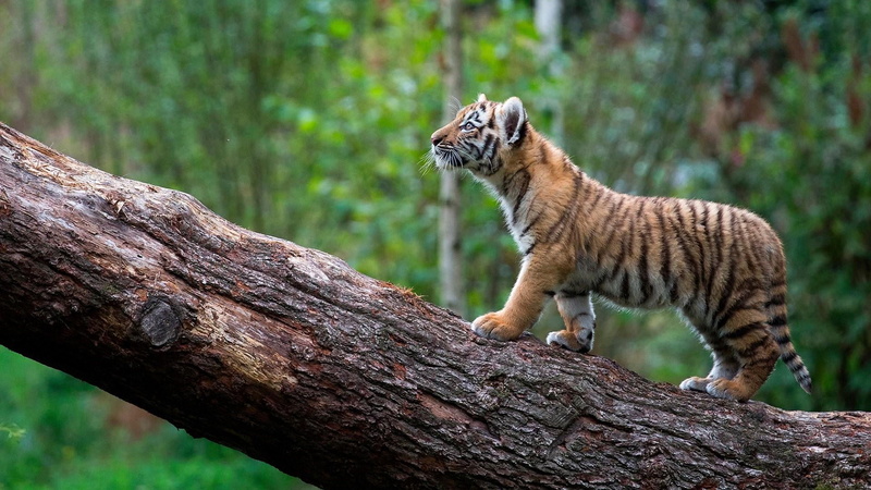 whisker, outdoors, terrestrial animal, day, animals in the wild, big cat, animal, animal themes, tiger, organism, branch, focus on foreground, trunk, no people