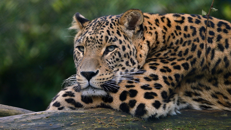 big cat, carnivora, animals in the wild, no people, mammal, animal head, day, leopard, focus on foreground, 4K, wilderness, nature, wild cat, whiskers