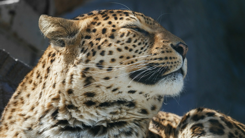 close-up, whisker, terrestrial animal, mammal, snout, cat, whiskers, 4K, no people, cheetah, one animal, feline, animals in the wild, day, looking away