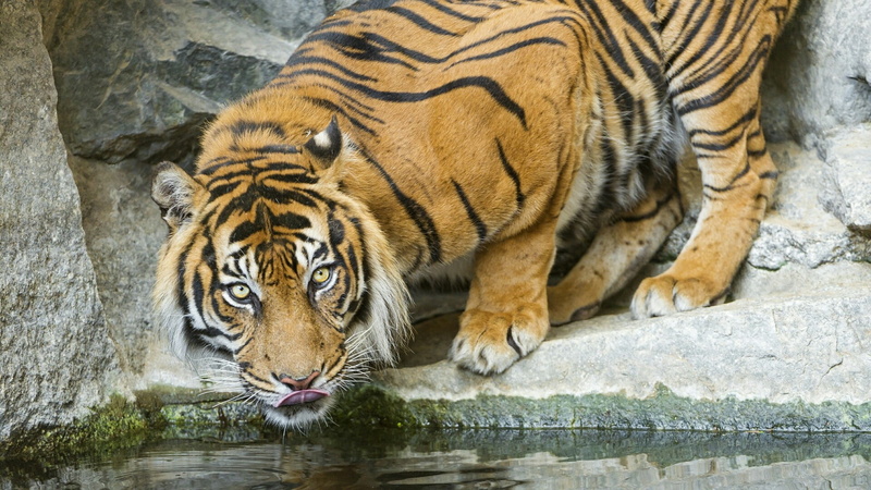 big cat, water, nature, mammal, carnivora, zoo, lake, whisker, animals in the wild, whiskers, endangered species, animal wildlife, animal, cat, tiger, wildlife